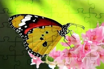 natural jigsaw puzzle