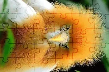 פאזל של natural