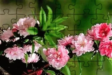 פאזל של flores