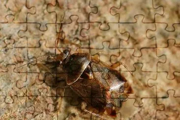 פאזל של Deraeocoris flavilinea