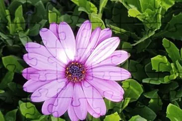 marguerite