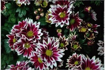 marguerites