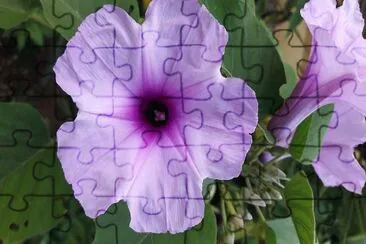 flores
