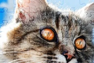 Imagem jigsaw puzzle