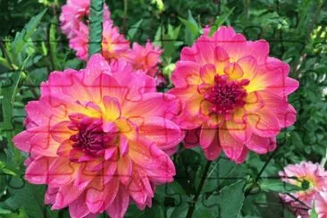 dahlias