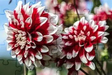 dahlias