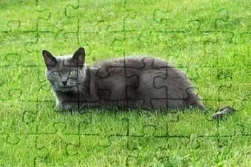 Imagem jigsaw puzzle