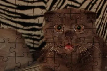 Scottish fold chocolate