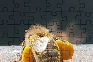 פאזל של natural