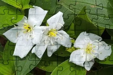 OK jigsaw puzzle