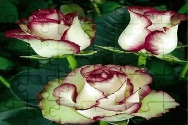 rosas