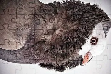 natural jigsaw puzzle