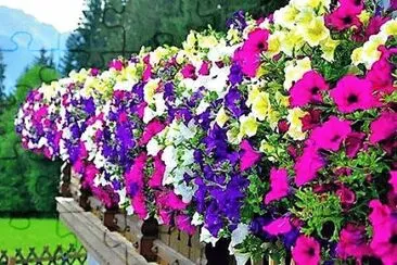 flores jigsaw puzzle