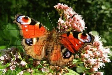 Imagem jigsaw puzzle