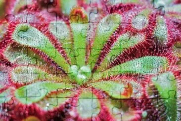 Imagem jigsaw puzzle