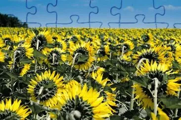Imagem jigsaw puzzle