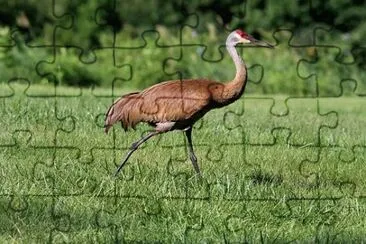 Imagem jigsaw puzzle
