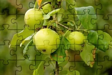 Imagem jigsaw puzzle