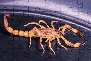 1 jigsaw puzzle