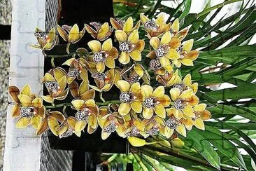 flores