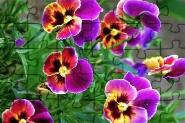 flores