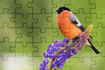 פאזל של flores