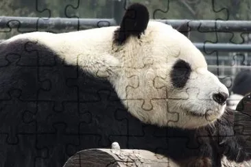 panda jigsaw puzzle