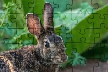 Imagem jigsaw puzzle
