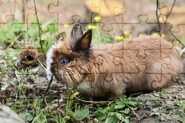 Imagem jigsaw puzzle