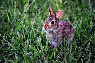 Imagem jigsaw puzzle