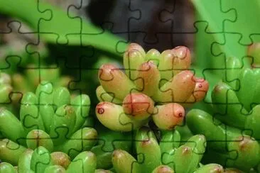 Imagem jigsaw puzzle
