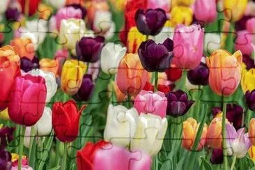 Imagem jigsaw puzzle