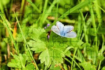 Imagem jigsaw puzzle