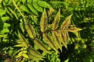 Imagem jigsaw puzzle