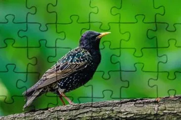 Imagem jigsaw puzzle