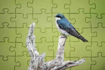 Imagem jigsaw puzzle