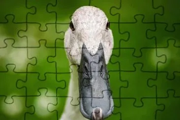 Imagem jigsaw puzzle
