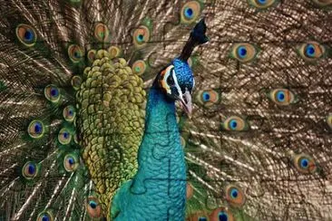 Imagem jigsaw puzzle