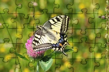 Imagem jigsaw puzzle
