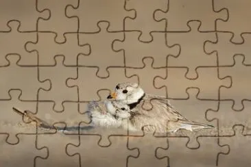 Imagem jigsaw puzzle
