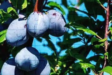 Imagem jigsaw puzzle