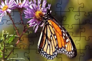 papillon jigsaw puzzle