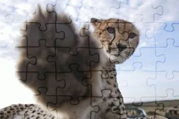  jigsaw puzzle