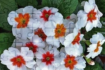 flores jigsaw puzzle