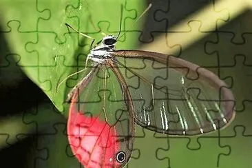 natural jigsaw puzzle