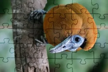 natural jigsaw puzzle
