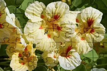 flores jigsaw puzzle