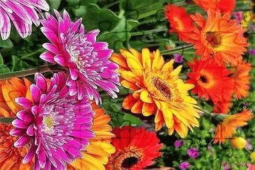flores jigsaw puzzle