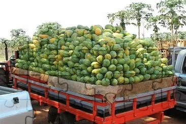 frutas