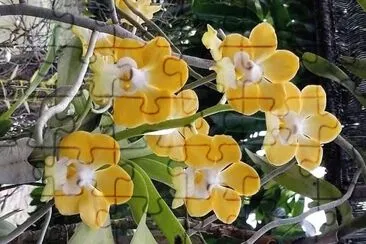 flores jigsaw puzzle